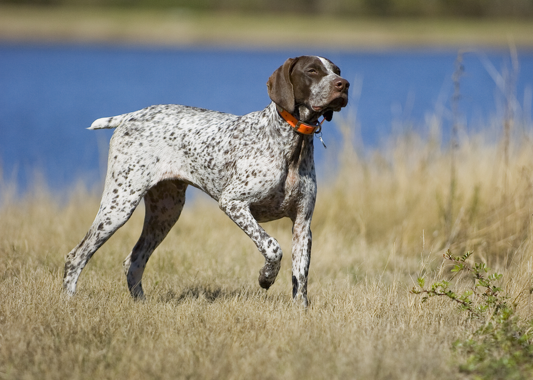 #19. German short-haired pointer